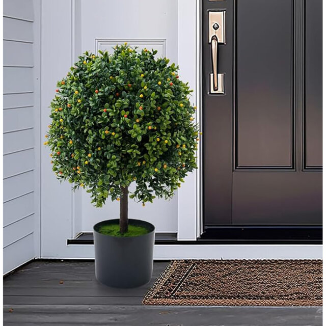 50.8cm Boxwood Plant