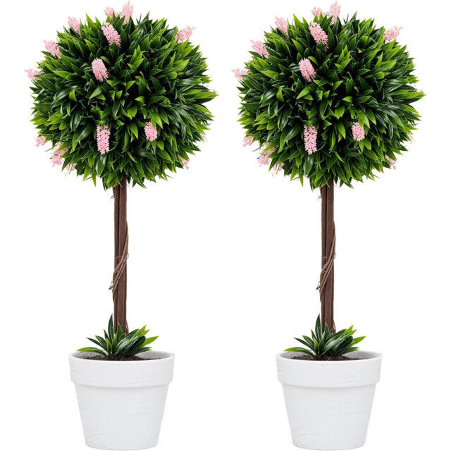60cm Plant