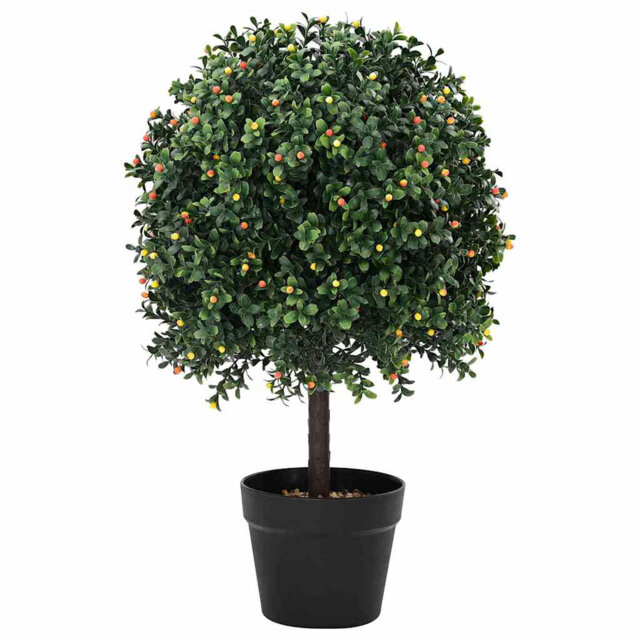 50cm Plant