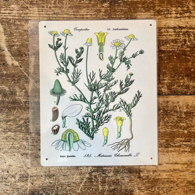 Chamomile Herb Flowers Botanical Metal Wall Décor