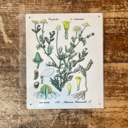 Chamomile Herb Flowers Botanical Metal Wall DÃ©cor