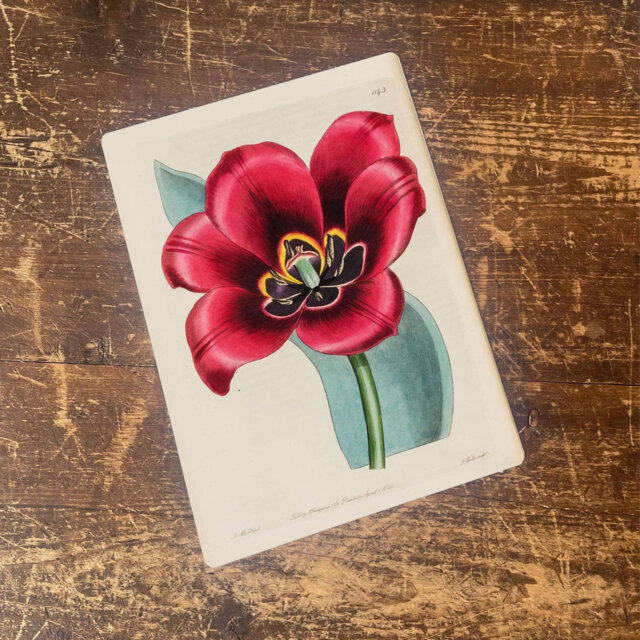 Floral Print Botanical Flower Illustration Metal Wall Décor
