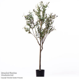 150cm Olive Tree Tree in Pot