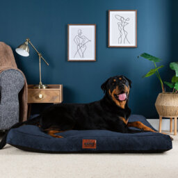 Slumberdown Paws for Slumber Raised Padded Dog Bed – Comfortable, Supportive & Durable Pet Bed for All Breeds