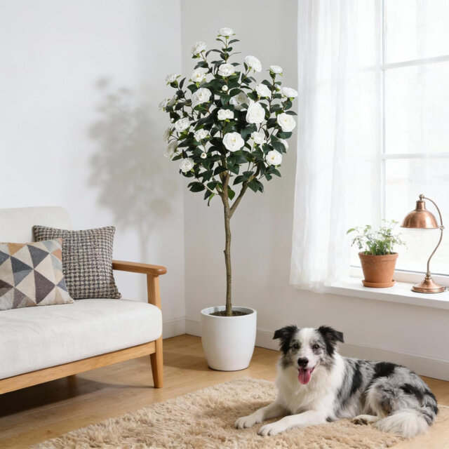 Plant