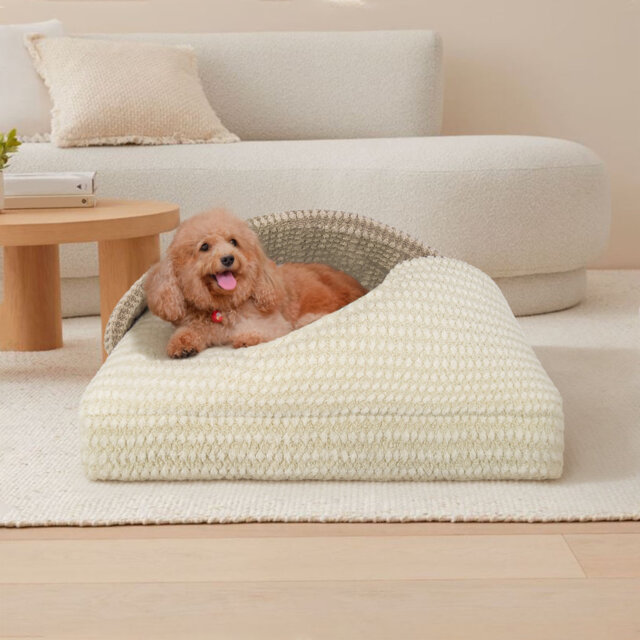Man Friend Comfort Small Dog Bed with Blanket Attached