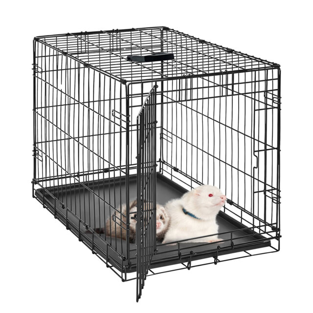 Small Animal