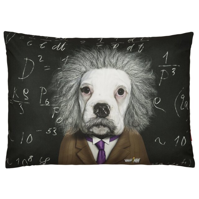 Brain - Pets Rock - Luxury Dog Bed