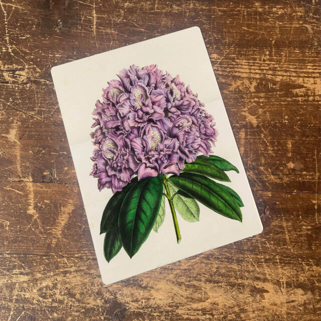 Big Leaf Hydrangea Metal Wall Décor