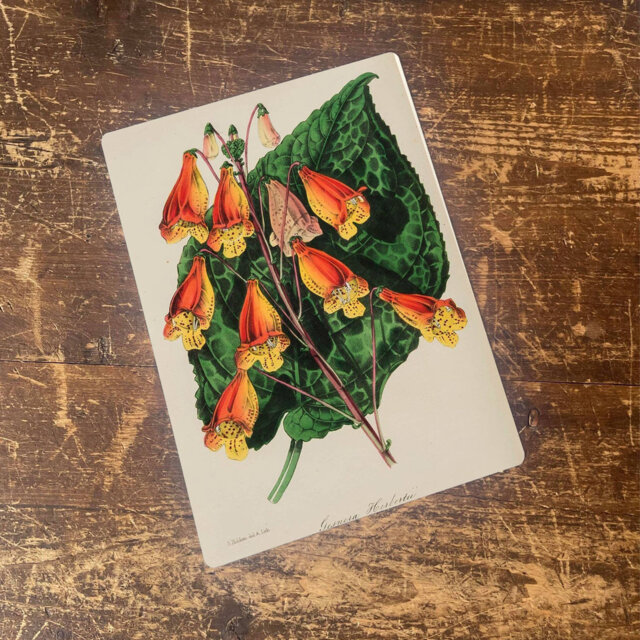 Canna Lily Plant Metal Botanical Wall Décor