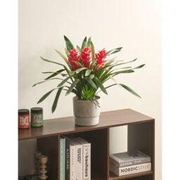 50cm Faux Flowering Plant in Pot