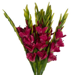 Leaf Design Large Artificial Gladioli Stems 115cm Faux Plant
