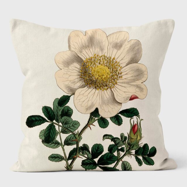 Macartney's Rose - Botanical Cushion