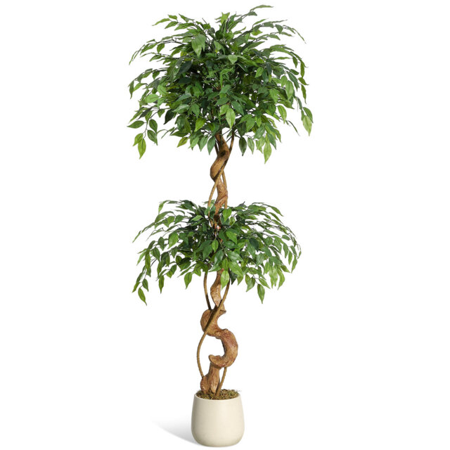 Plant