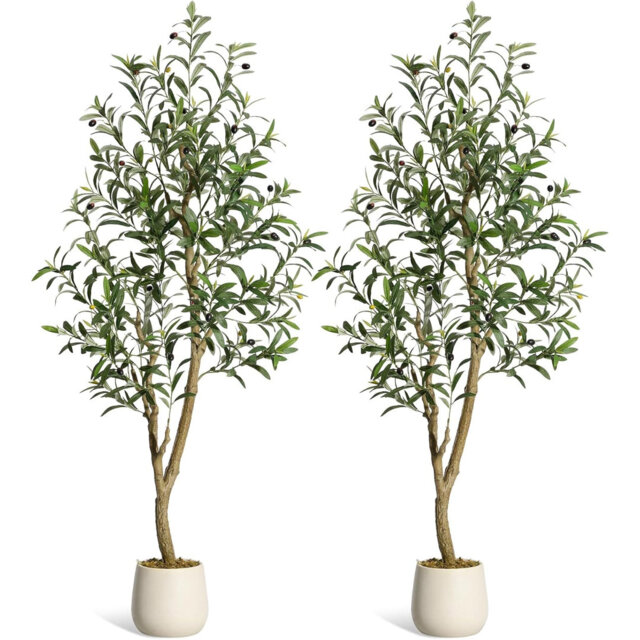 152cm Plant
