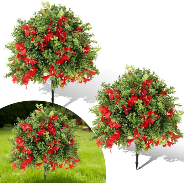 60cm Plant
