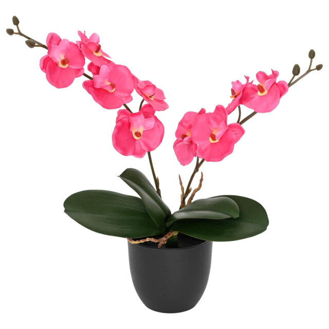 30cm Plant