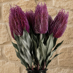 Pack of 6 x 75cm Banksia Menziesii Flower Stem Artificial
