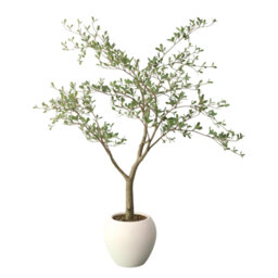 150cm Plant