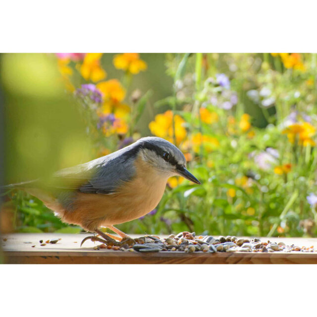 Bird Bath Heater