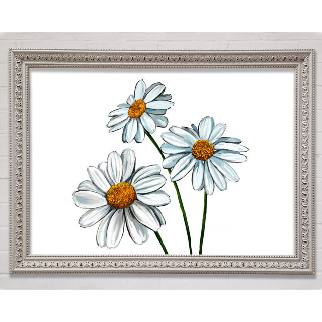 White Daisy Trio Framed Print