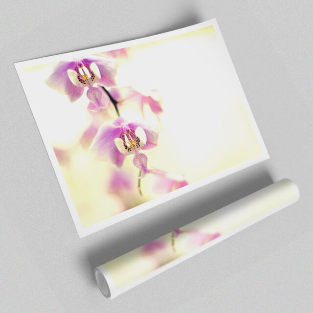 'Orchid s Flowers' - Unframed Graphic Art Print on Paper