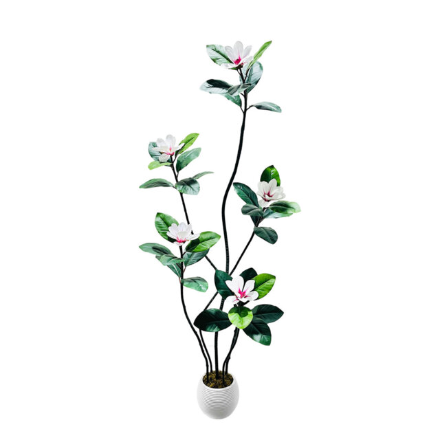 Plant