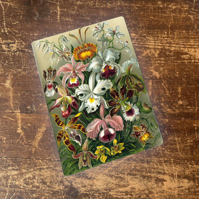Ernst Haeckel Flower Botanical Metal Humour Wall DÃ©cor