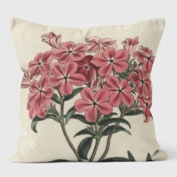 Frasers Hairy Phlox Cushion with Filling