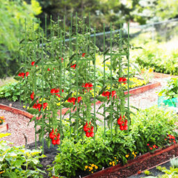 2-Pack Green 145 Cm Tall Garden Plant Support Tomato Cage Garden Trellis For Potted Plants