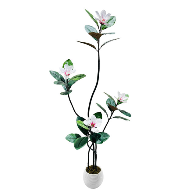 Plant