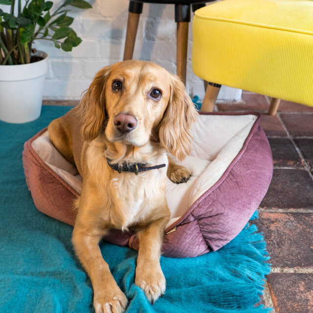 Aranza Luxury Quilted Coral Pillow Dog Bed
