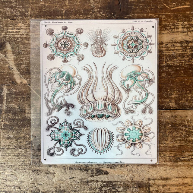 Ernst Haeckel Jelly Fish Sea Metal Wall Décor