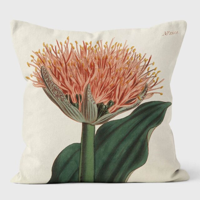 Paintbrush Lily - Botanical Cushion