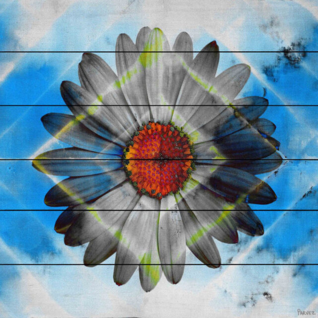 Lighted Daisy by Parvez Taj Graphic Art Print on Wood