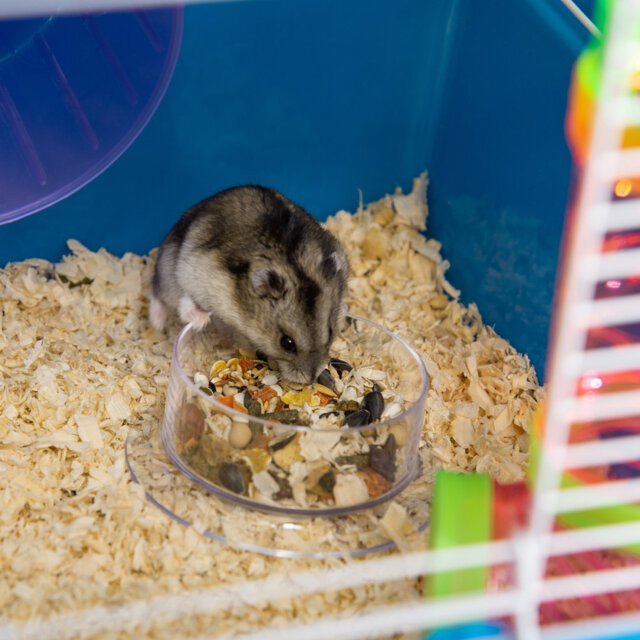 Hamster Cage