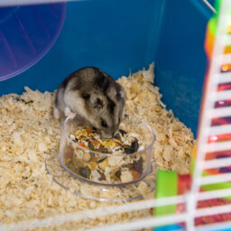 Hamster Cage