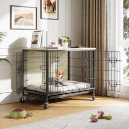 Dog House