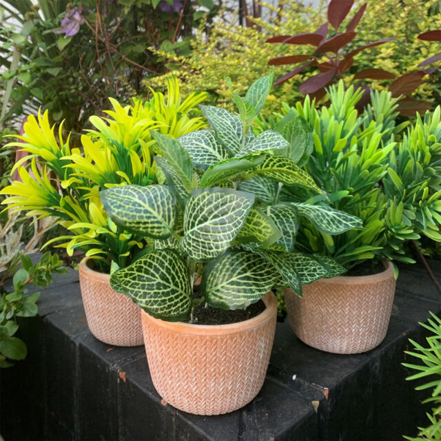 22 cm H Faux Ficus and Foliage Plant in Terracotta Planter