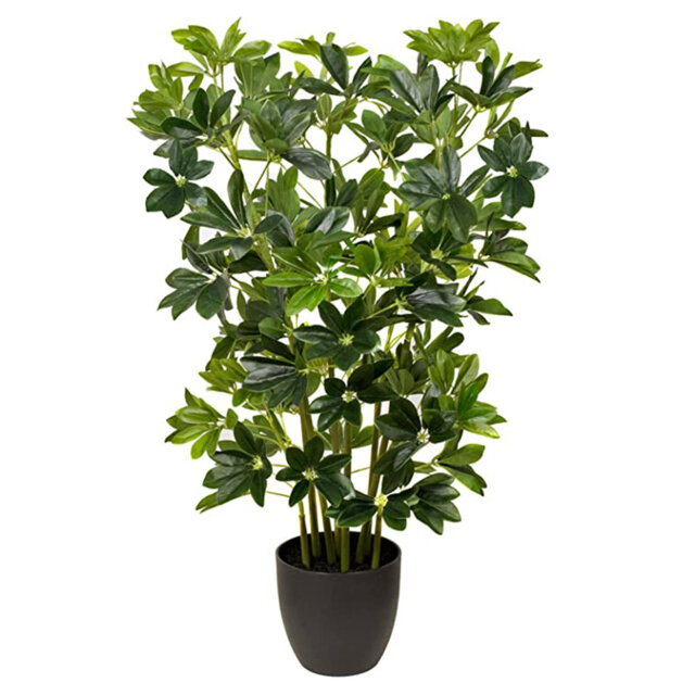 97cm Plant