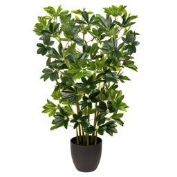 97cm Plant