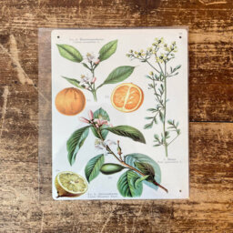 Fruit Orange and Lemon Botanical Flower Metal Wall DÃ©cor