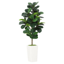 150cm Plant