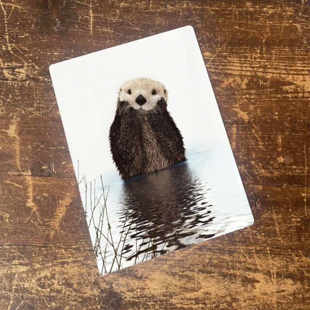 Otter Animal Face Head Cute Water Metal Wall DÃ©cor