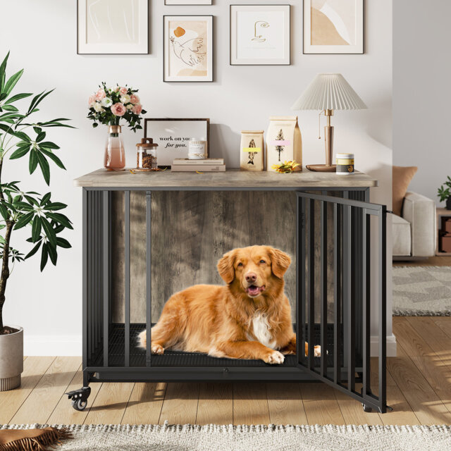 Dog House