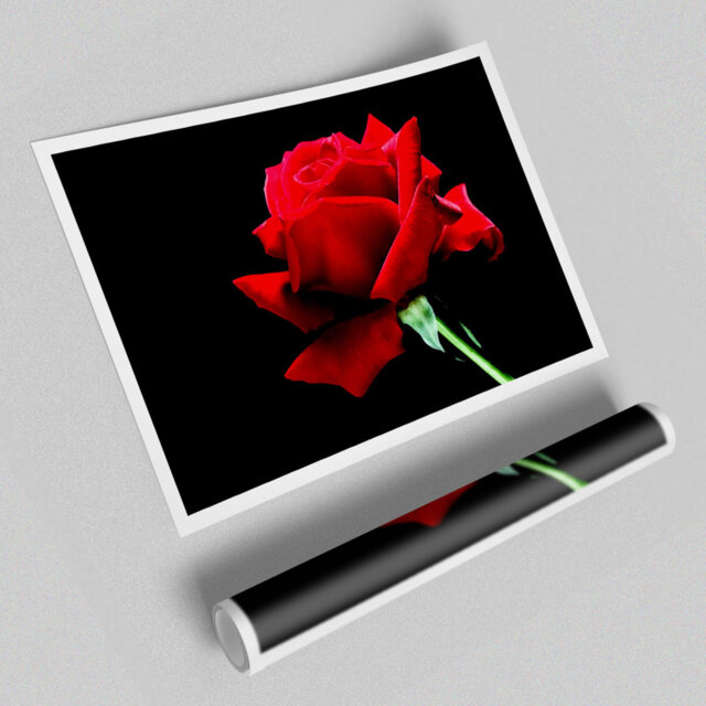 Red Rose Black Velvet Flowers Print Poster - Graphic Art Print on Paper
