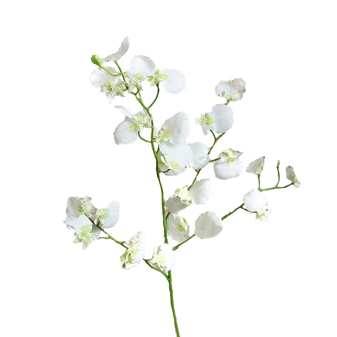 Dancing Peacock Orchid Stems