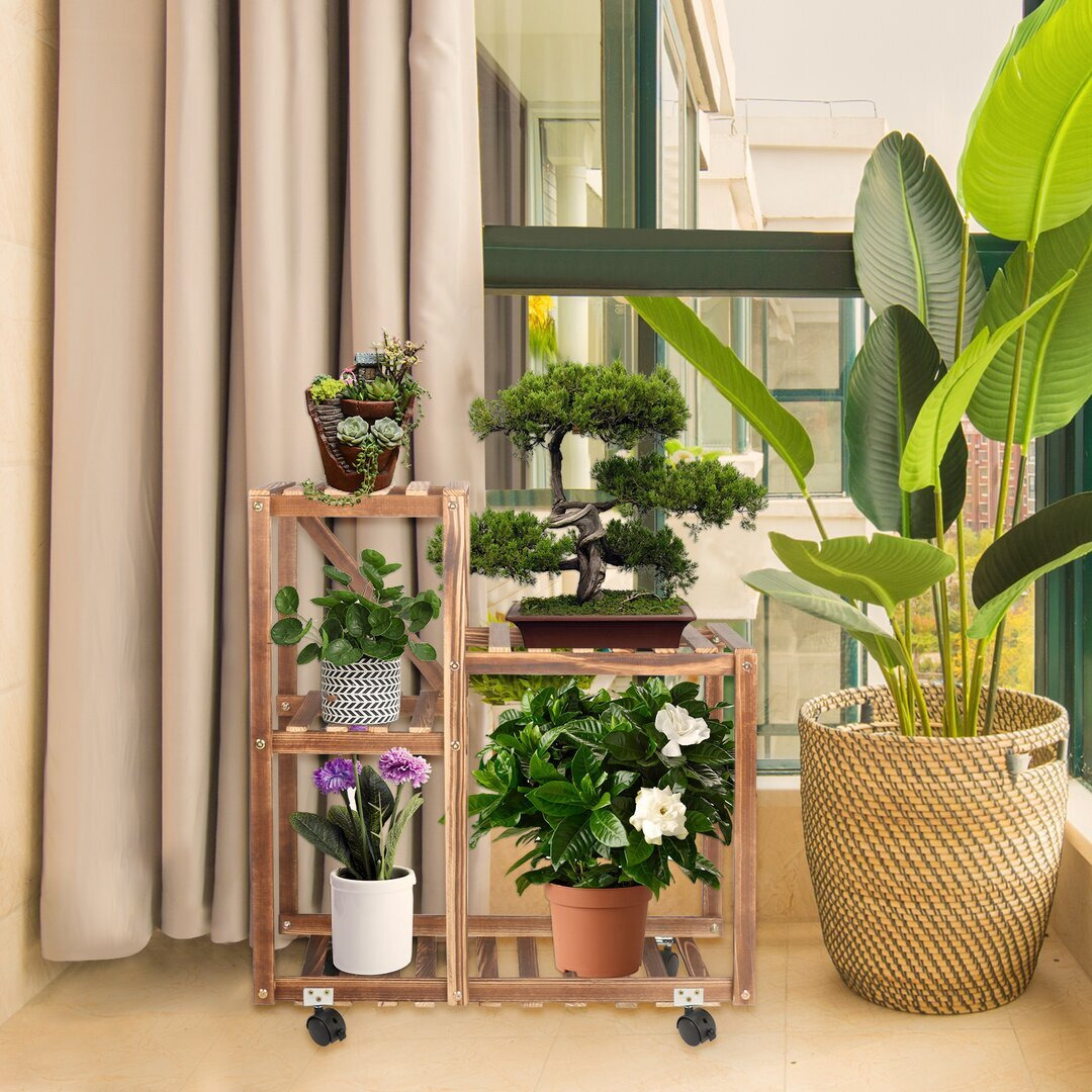 baby philodendron Philodendron warszewiczii 'Flavum' ('Aurea') – XS Baby (Plug Size) main image 0