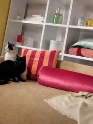 Velvet Cushion Cover Remus - thumbnail 6