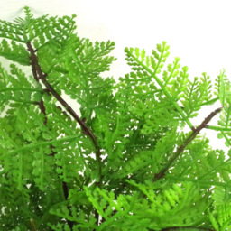 Leaf Lady Fern Artificial Plant Pot 30cm - Size: 30 x 40 x 40cm - Green - Wilko - thumbnail 4